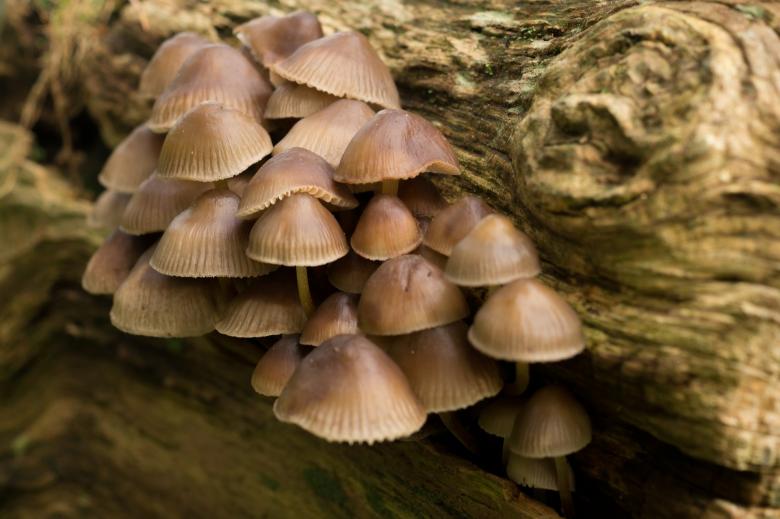 Free stock image of Wild Mushrooms created by Pixabay