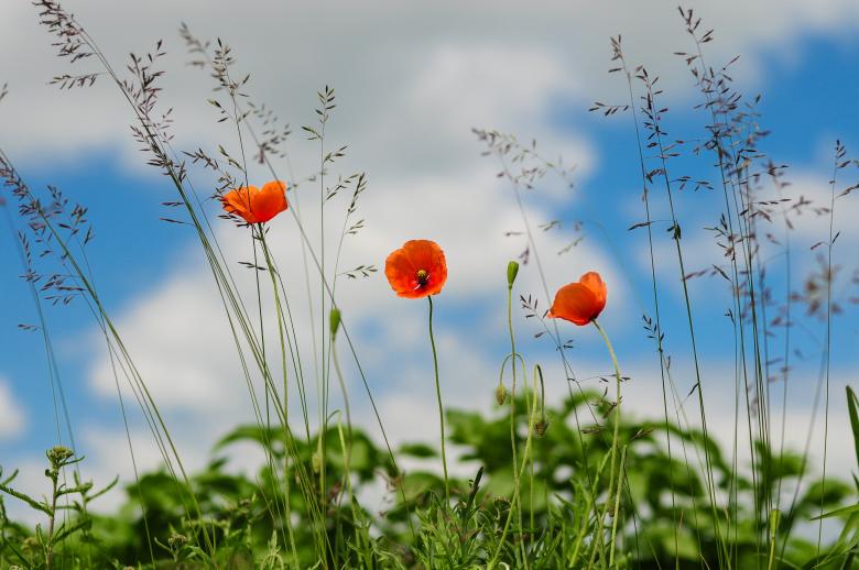 Free stock image of Wild Poppies created by Pixabay