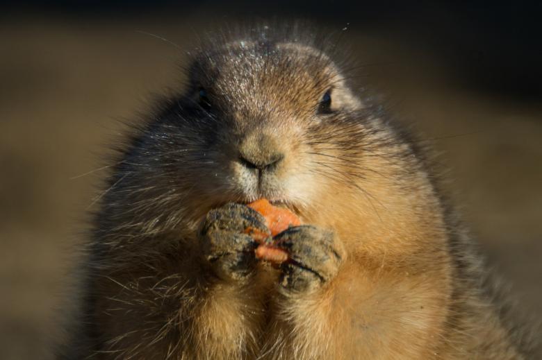 Free stock image of Prairie Dog created by Pixabay
