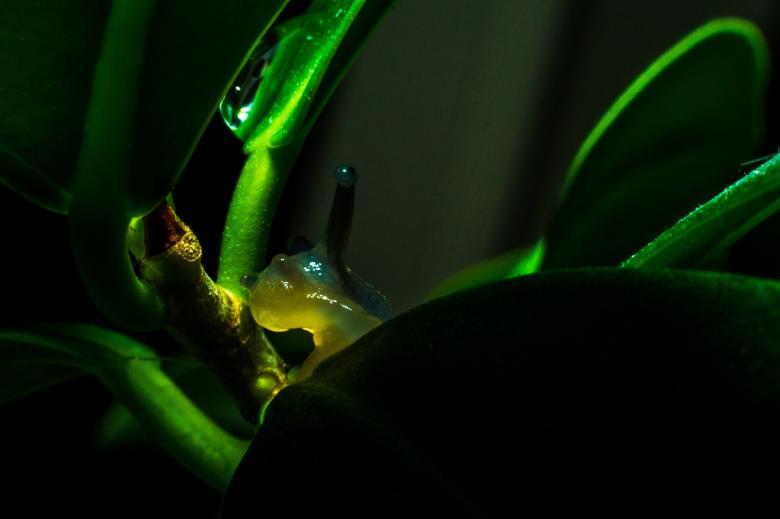 Free stock image of Snail Closeup created by Pixabay