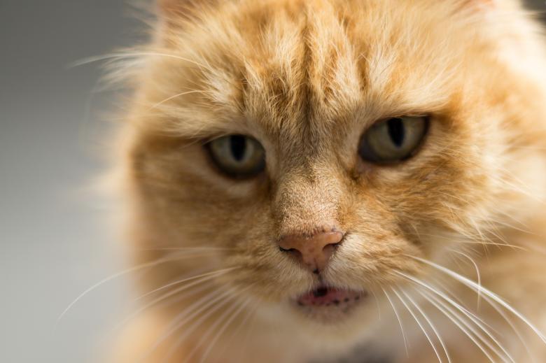 Free stock image of Brown Cat created by Pixabay