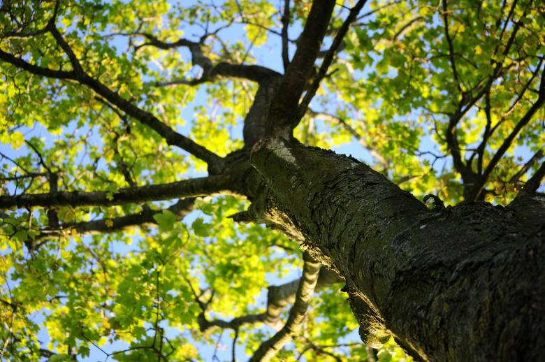 Free stock image of Tree Closeup created by Pixabay