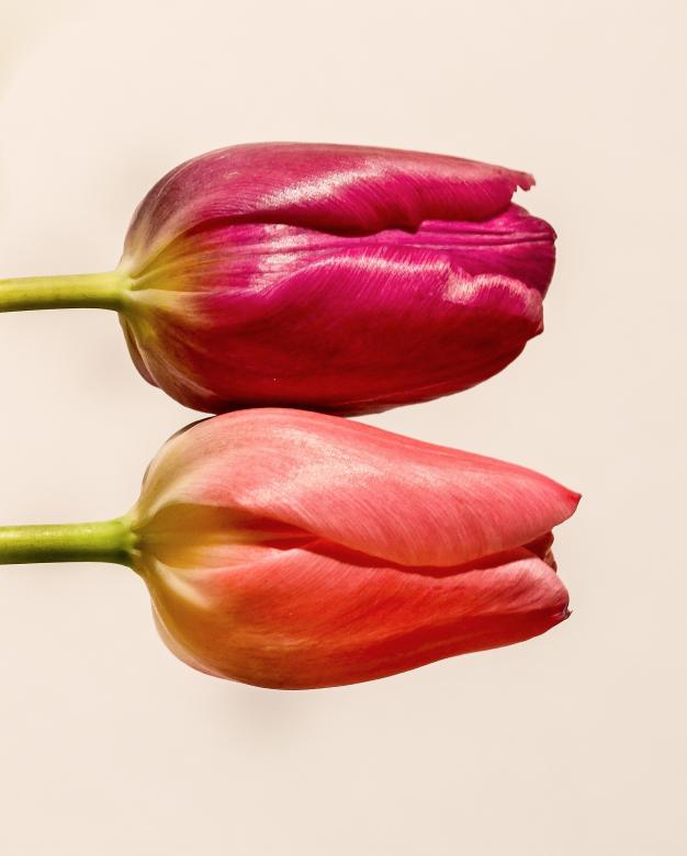 Free stock image of Fresh Tulips created by Pixabay