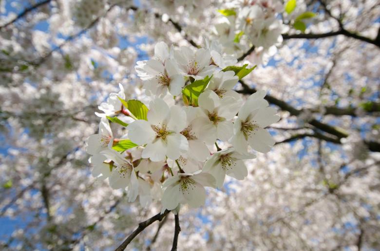 Free stock image of White Flowers created by Pixabay