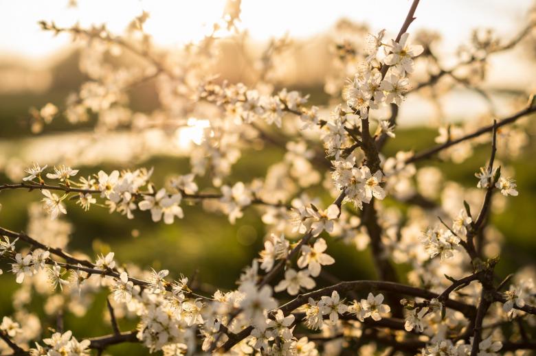 Free stock image of White Flowers created by Pixabay