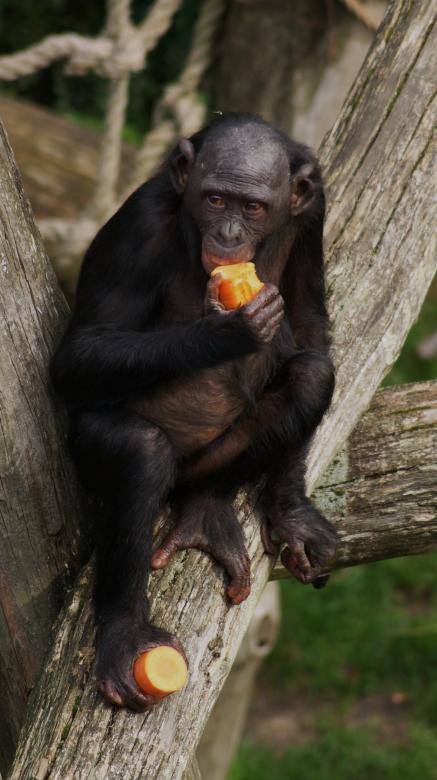 Free stock image of Wild Bonobo created by Pixabay