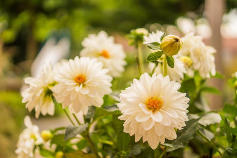 Free stock image of White Flowers created by Pixabay