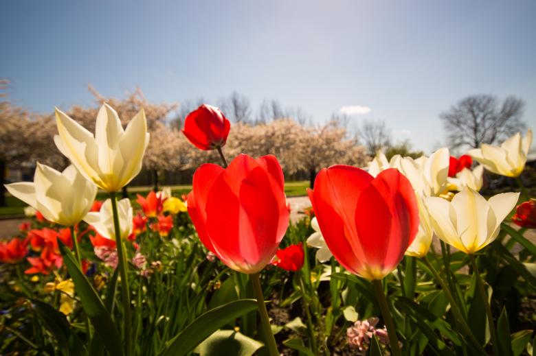 Free stock image of Fresh Flowers created by Pixabay