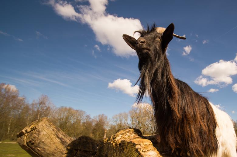Free stock image of Wild Goat created by Pixabay