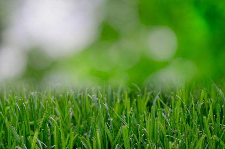 Free stock image of Fresh Grass created by Pixabay