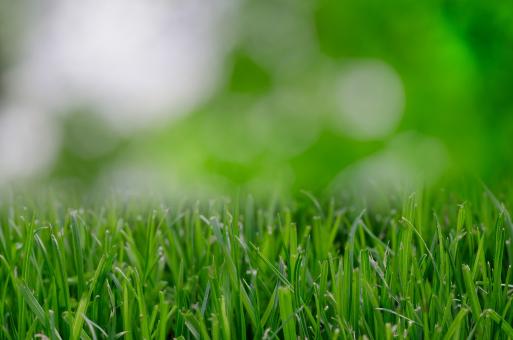 Free Stock Photo of Fresh Grass