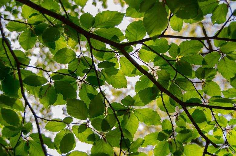 Free stock image of Fresh Leaves created by Pixabay