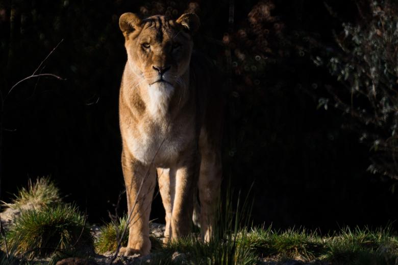 Free stock image of African Lion created by Pixabay