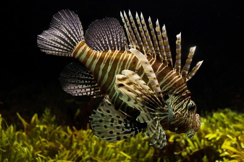 Free stock image of Lionfish in the Ocean created by Pixabay