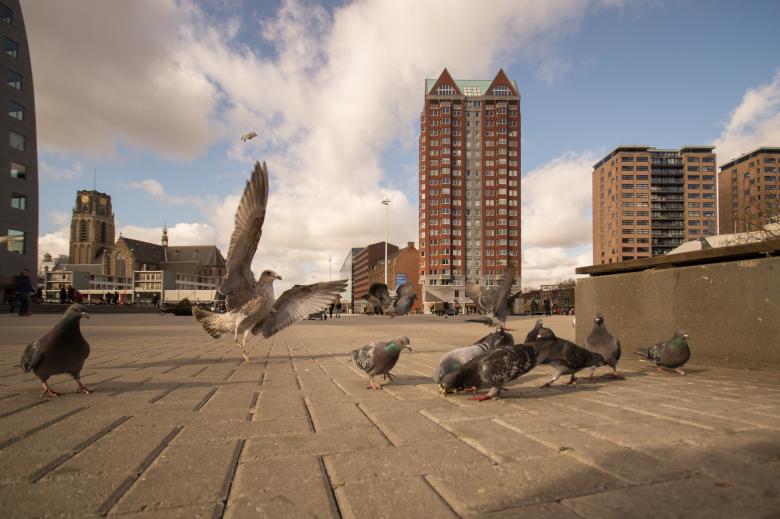 Free stock image of Birds in the City created by Pixabay