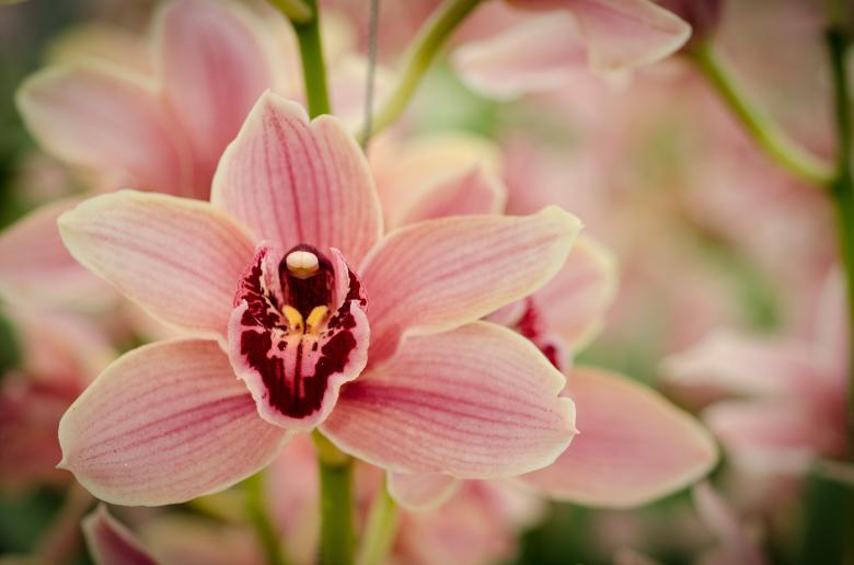 Free stock image of Wild Orchids created by Pixabay
