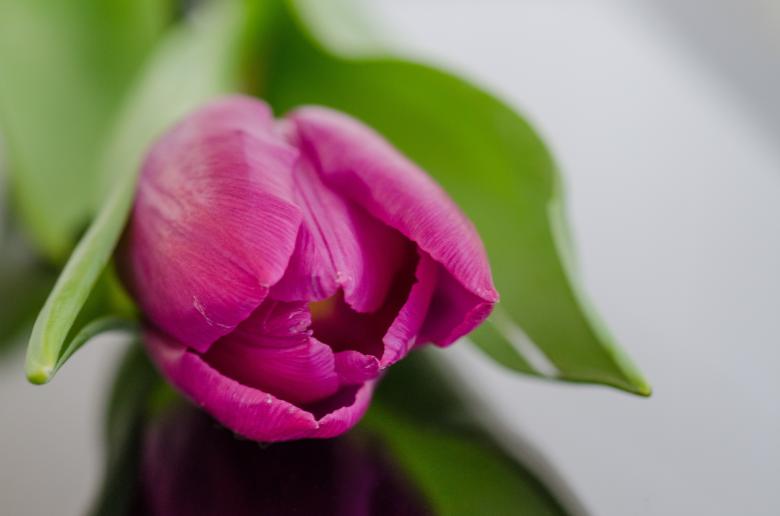 Free stock image of Pink Tulip created by Pixabay