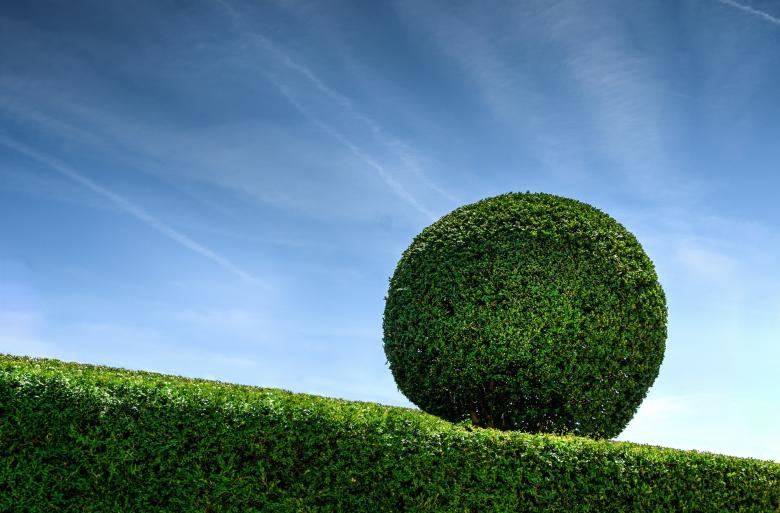 Free stock image of Boxwood created by Pixabay