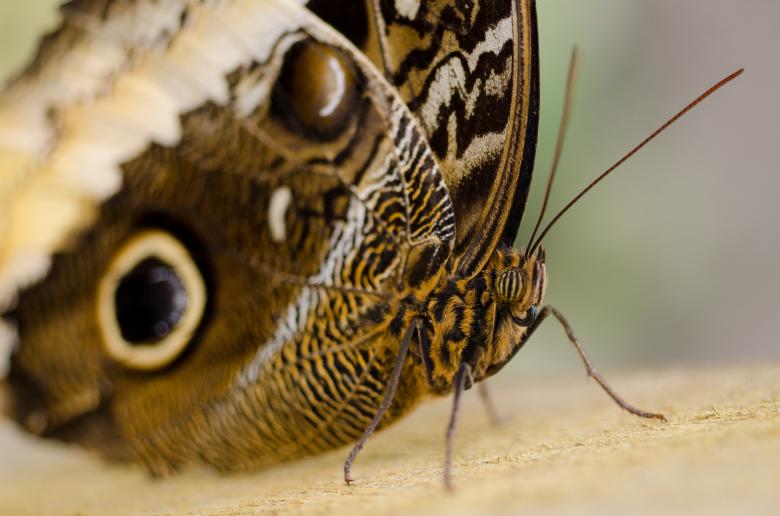 Free stock image of Wild Butterfly  created by Pixabay