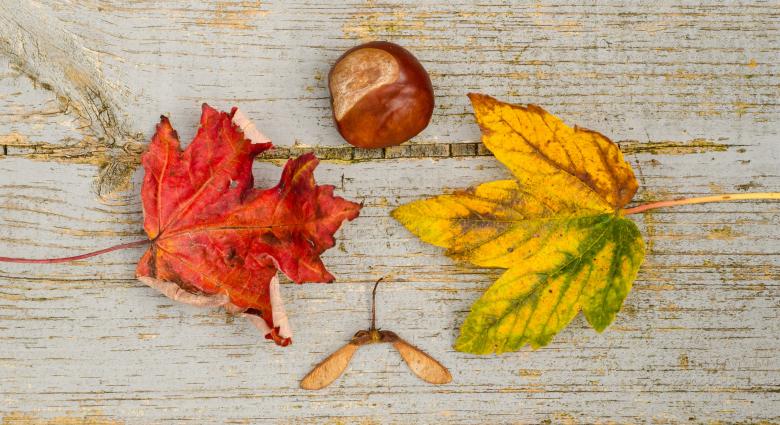 Free stock image of Red and Yellow Fallen Leaves created by Pixabay