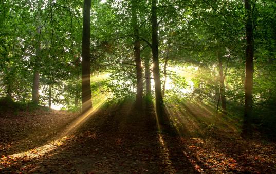 Free Stock Photo of In the Woods