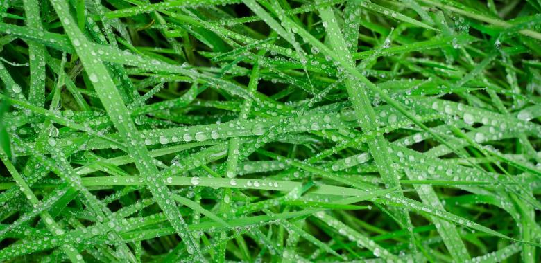 Free stock image of Water Drops on the Grass created by Pixabay