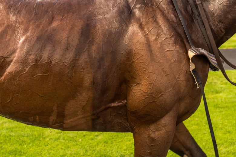 Free stock image of Horse Muscles created by Pixabay