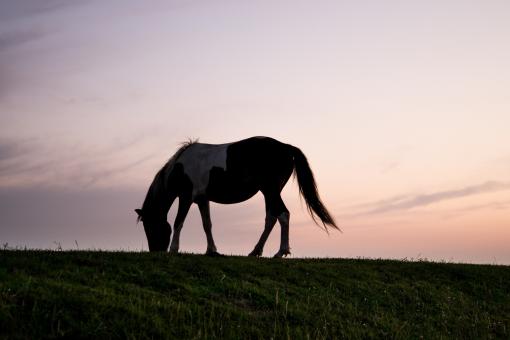 Free Stock Photo of Lonely Horse