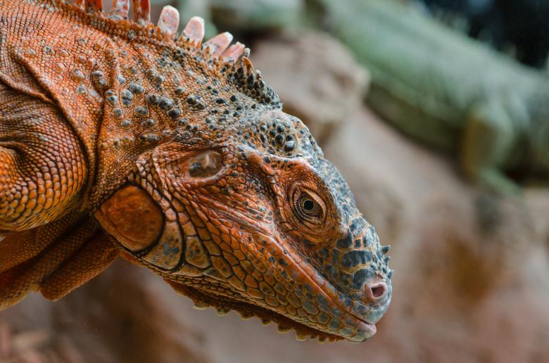 Free stock image of Wild Iguana created by Pixabay