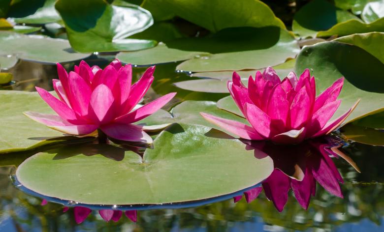 Free stock image of Water Lily created by Pixabay