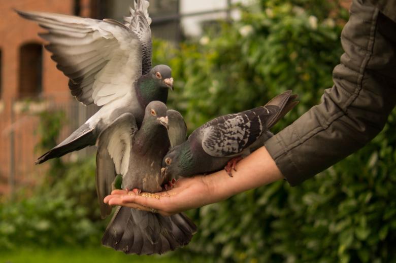 Free stock image of Feeding the Pigeons created by Pixabay