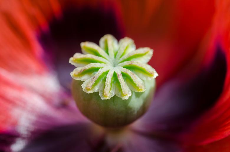Free stock image of Poppy Macro created by Pixabay