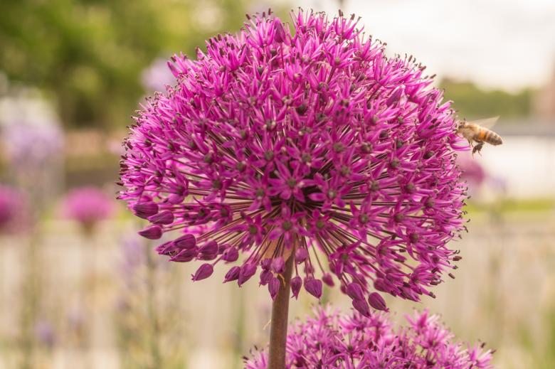 Free stock image of Purple Flowers created by Pixabay