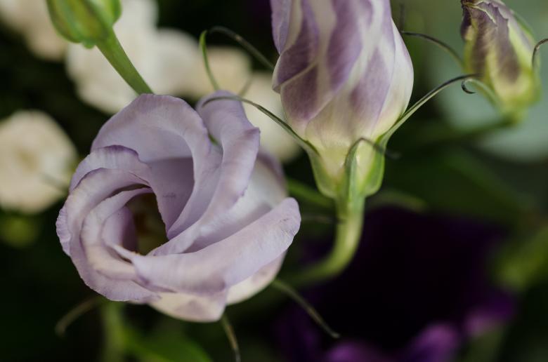 Free stock image of Fresh Rose created by Pixabay