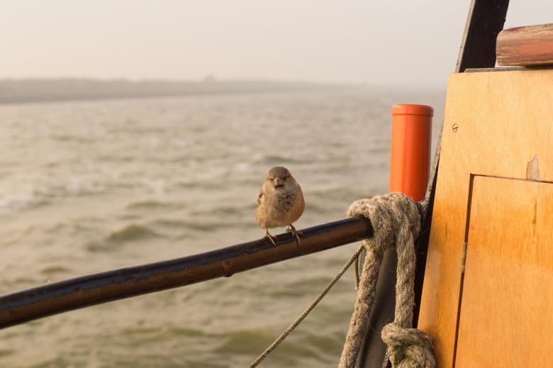 Free stock image of Sparrow on Board created by Pixabay