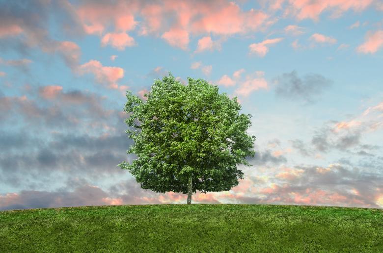 Free stock image of Lonely Tree created by Pixabay