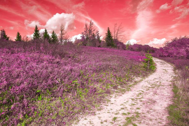 Free stock image of Dolly Sods Fantasy Trail - HDR created by Nicolas Raymond