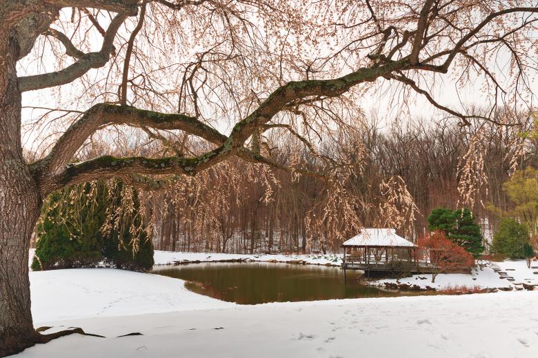 Free stock image of Brookside Cherry Snow Blossoms created by Nicolas Raymond