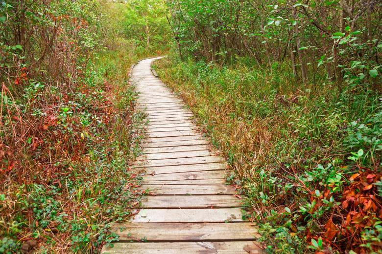 Free stock image of Winding Boardwalk Trail - Dolly Sods created by Nicolas Raymond