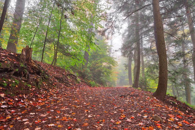 Free stock image of Misty Autumn Trail - Ricketts Glen HDR created by Nicolas Raymond