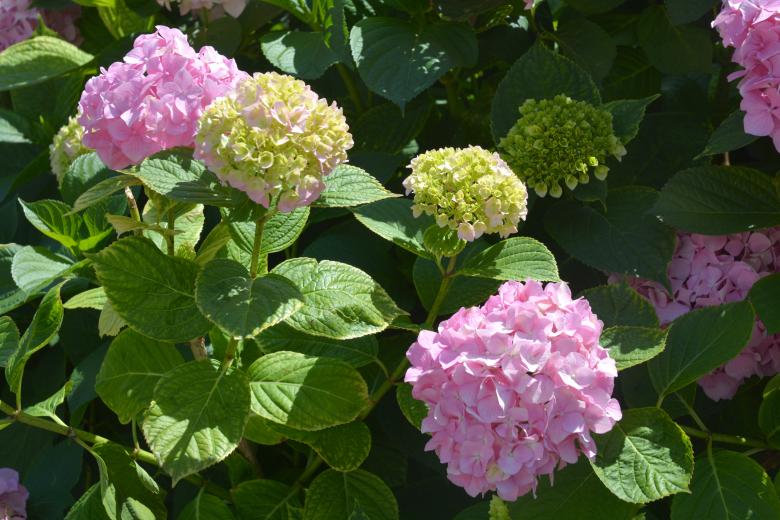 Free stock image of Hydrangea Flowers created by Iva Villi