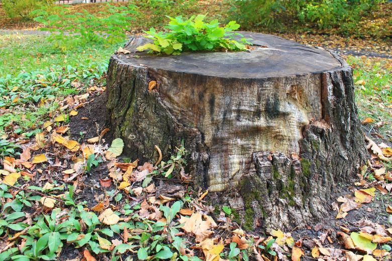 Free stock image of Autumn Tree Stump created by  Талашманов Александр