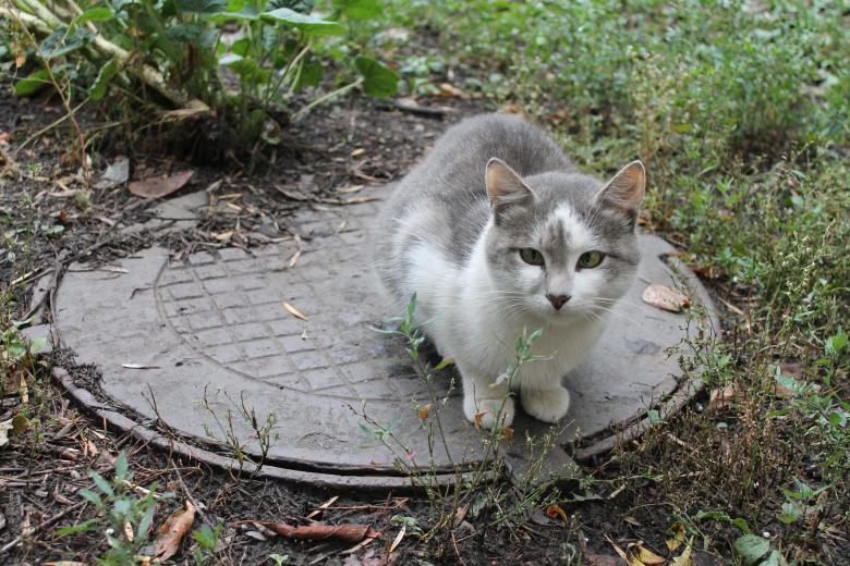 Free stock image of Stray Cat Sitting on Drain created by  Талашманов Александр