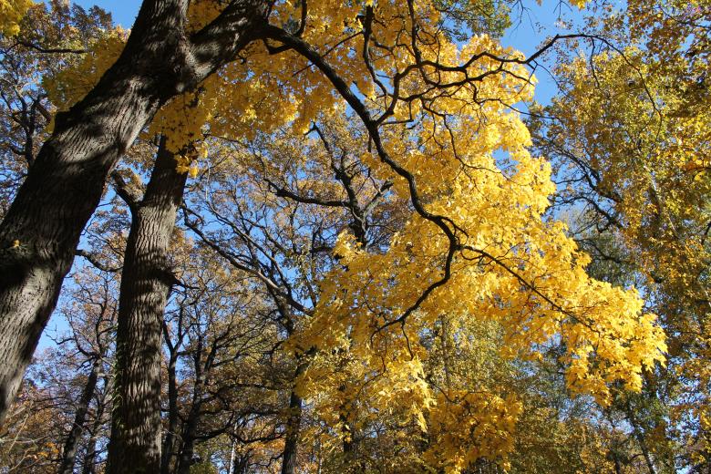 Free stock image of Yellow Autumn Leaves created by  Талашманов Александр