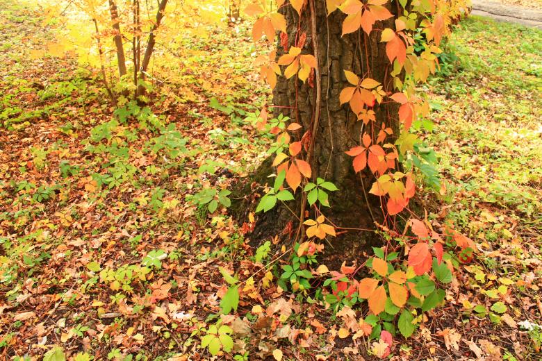 Free stock image of Colorful Autumn Leaves created by  Талашманов Александр
