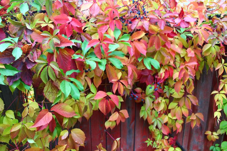 Free stock image of Multicolored Autumn Leaves created by  Талашманов Александр