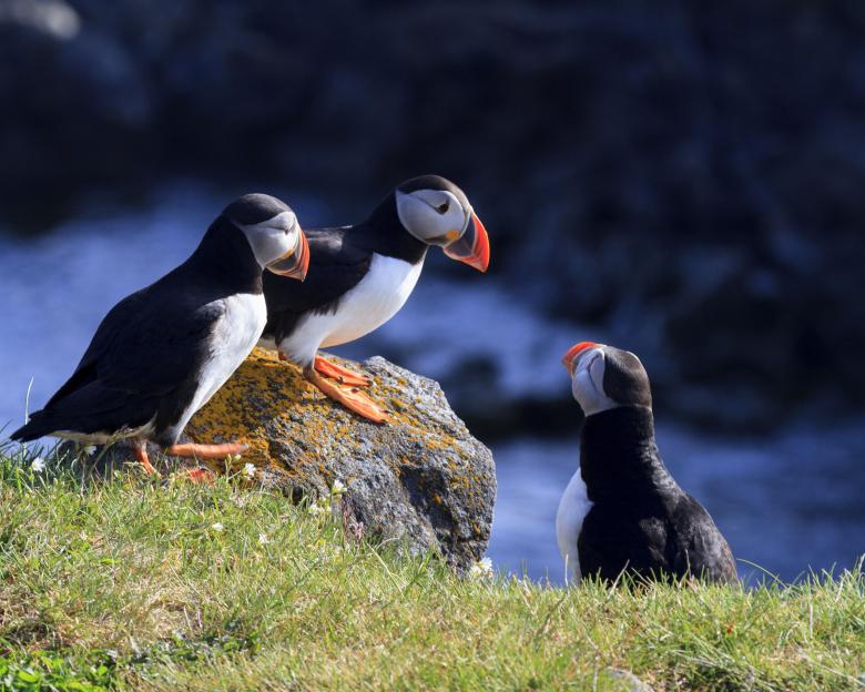 Free stock image of Puffins created by Geoffrey Whiteway