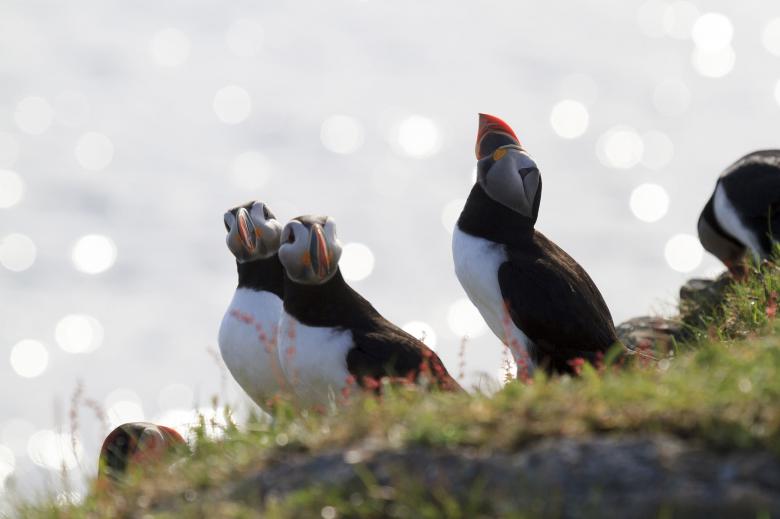 Free stock image of Atlantic Puffins created by Geoffrey Whiteway