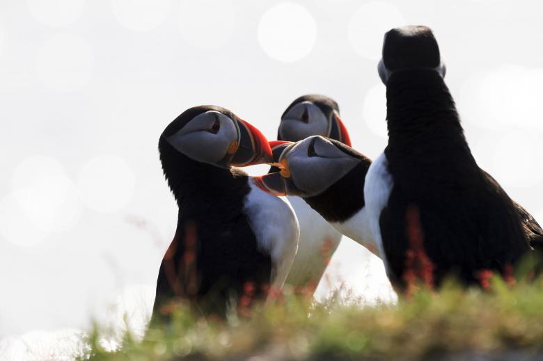Free stock image of Group of Puffins created by Geoffrey Whiteway