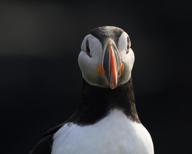 Free stock image of Puffin Portrait created by Geoffrey Whiteway